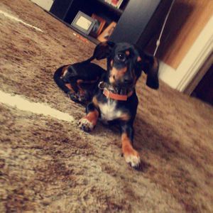 Meet your Posher, Freddy